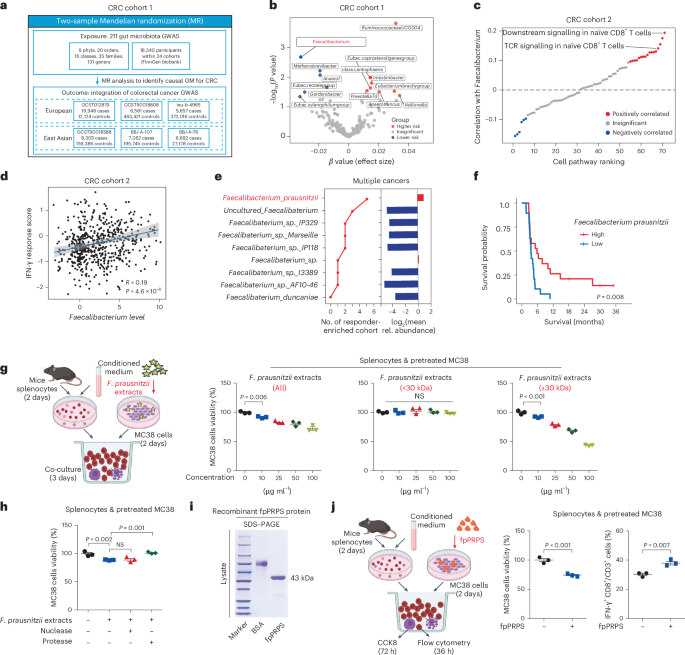 Faecalibacterium prausnitzii enzyme reprograms PD-L1 trafficking and sensitizes colorectal cancer to immunotherapy in mice