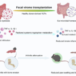 Fecal virome transplantation attenuates arthritis in mice by remodeling gut ecology, systemic tryptophan metabolism, and innate immune responses