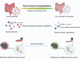Fecal virome transplantation attenuates arthritis in mice by remodeling gut ecology, systemic tryptophan metabolism, and innate immune responses