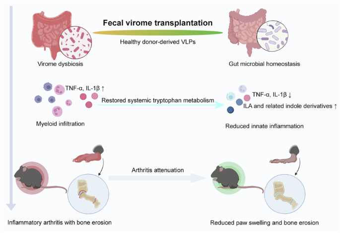Fecal virome transplantation attenuates arthritis in mice by remodeling gut ecology, systemic tryptophan metabolism, and innate immune responses
