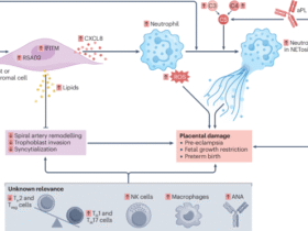 Fertility, pregnancy and lactation in women with systemic lupus erythematosus
