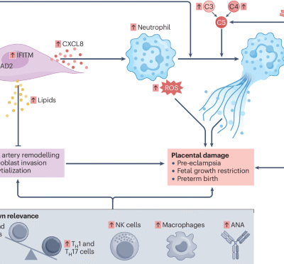 Fertility, pregnancy and lactation in women with systemic lupus erythematosus