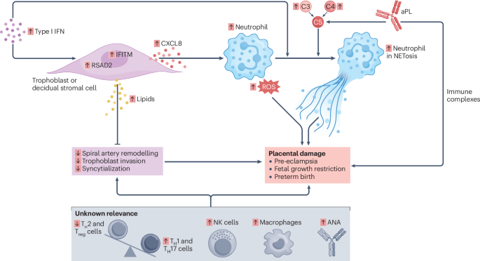 Fertility, pregnancy and lactation in women with systemic lupus erythematosus