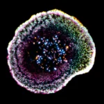 First-ever 3D view shows how killer T cells destroy cancer