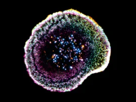 First-ever 3D view shows how killer T cells destroy cancer