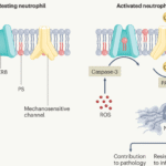 Flipping sides in NETosis | Nature Immunology