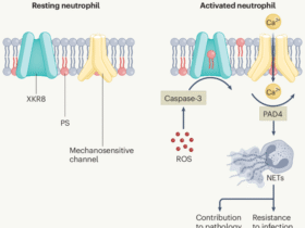 Flipping sides in NETosis | Nature Immunology