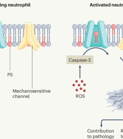 Flipping sides in NETosis | Nature Immunology