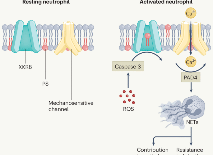 Flipping sides in NETosis | Nature Immunology