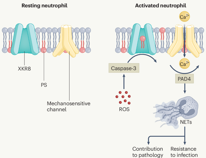 Flipping sides in NETosis | Nature Immunology