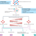 Germinal-centre and extrafollicular B cell pathways in systemic lupus erythematosus