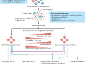 Germinal-centre and extrafollicular B cell pathways in systemic lupus erythematosus