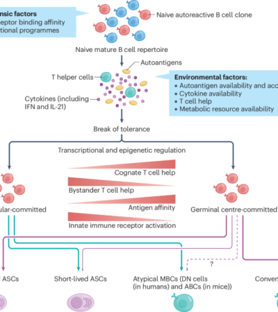 Germinal-centre and extrafollicular B cell pathways in systemic lupus erythematosus
