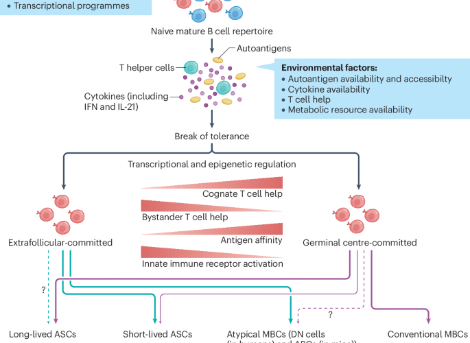 Germinal-centre and extrafollicular B cell pathways in systemic lupus erythematosus