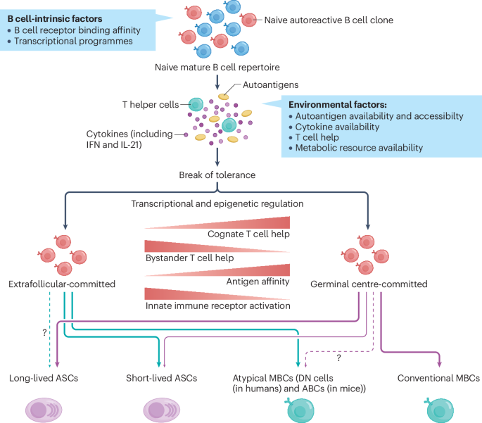 Germinal-centre and extrafollicular B cell pathways in systemic lupus erythematosus