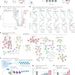 High-content CRISPR activation screens identify synthetically lethal RNA-based mechanisms to sensitize cancer cells to targeted T cell cytotoxicity