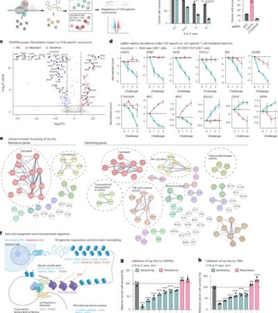 High-content CRISPR activation screens identify synthetically lethal RNA-based mechanisms to sensitize cancer cells to targeted T cell cytotoxicity