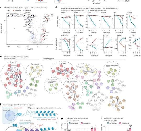 High-content CRISPR activation screens identify synthetically lethal RNA-based mechanisms to sensitize cancer cells to targeted T cell cytotoxicity