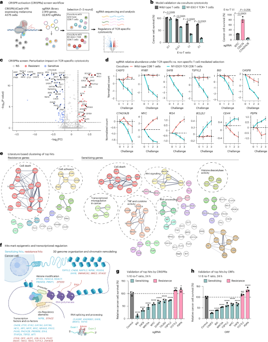 High-content CRISPR activation screens identify synthetically lethal RNA-based mechanisms to sensitize cancer cells to targeted T cell cytotoxicity