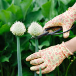 How To Pinch Back Flowers & Why You Should Save Your Cuttings