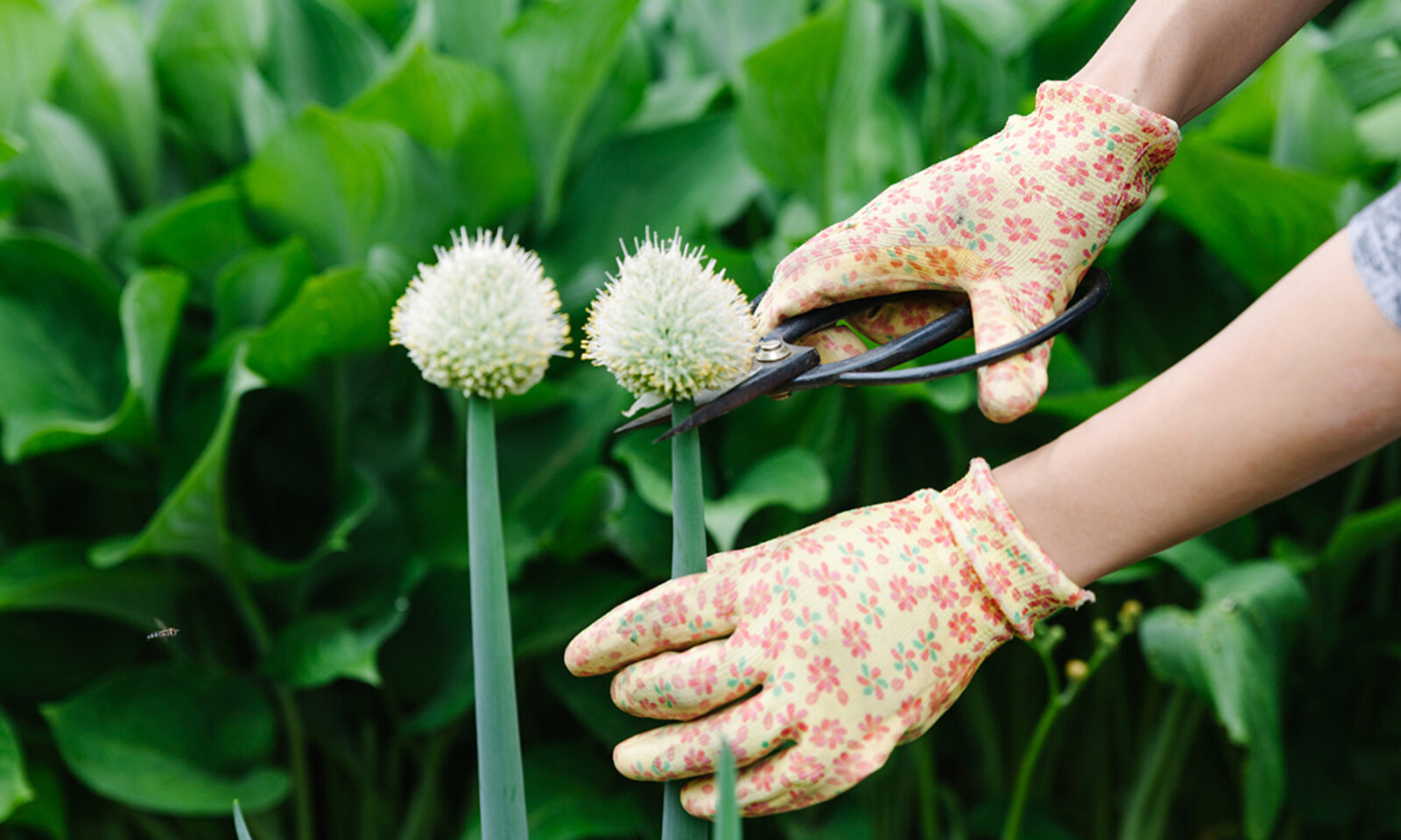 How To Pinch Back Flowers & Why You Should Save Your Cuttings