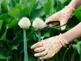 How To Pinch Back Flowers & Why You Should Save Your Cuttings