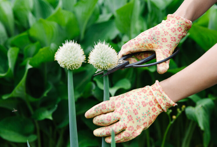 How To Pinch Back Flowers & Why You Should Save Your Cuttings
