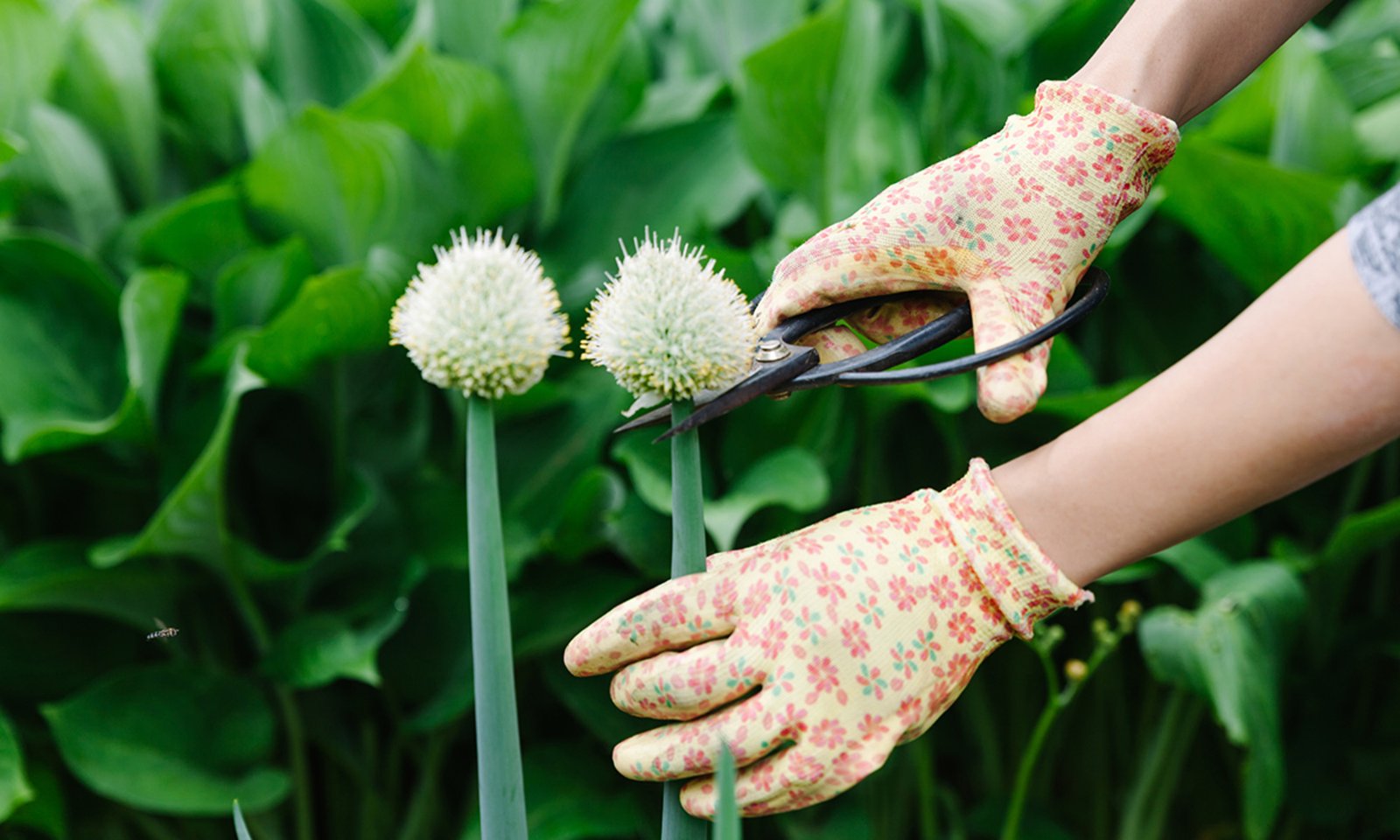 How To Pinch Back Flowers & Why You Should Save Your Cuttings