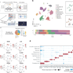 Identification of a distinct cluster of LY6E+ macrophages in esophageal squamous cell carcinoma: functional phenotype, spatial interaction, and prognostic significance