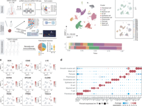 Identification of a distinct cluster of LY6E+ macrophages in esophageal squamous cell carcinoma: functional phenotype, spatial interaction, and prognostic significance