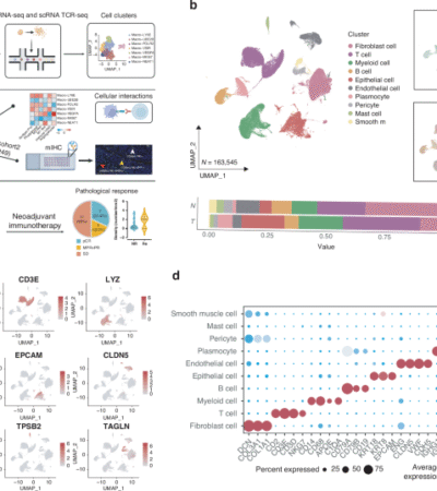 Identification of a distinct cluster of LY6E+ macrophages in esophageal squamous cell carcinoma: functional phenotype, spatial interaction, and prognostic significance