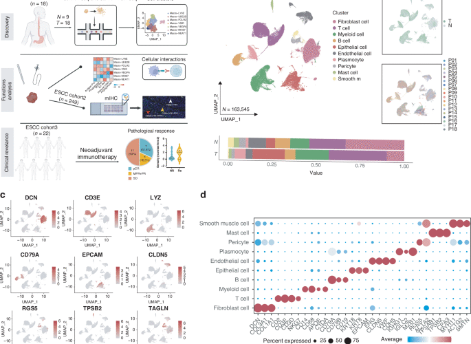 Identification of a distinct cluster of LY6E+ macrophages in esophageal squamous cell carcinoma: functional phenotype, spatial interaction, and prognostic significance