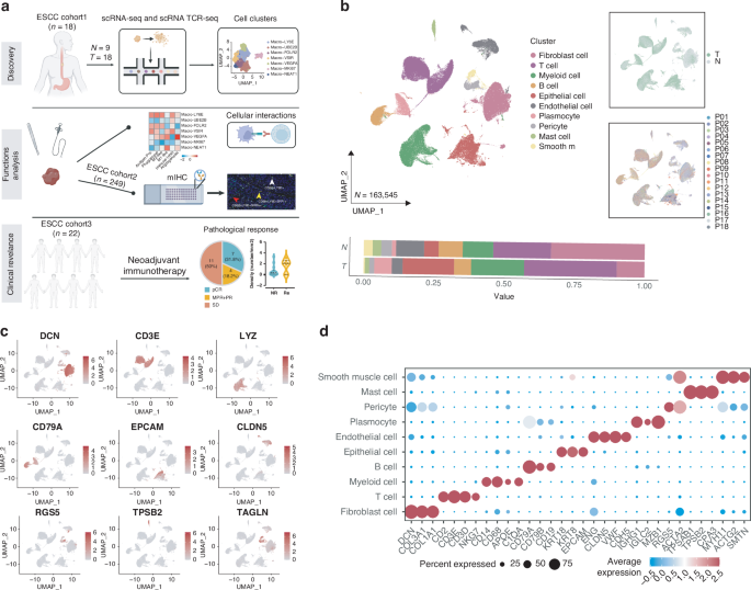 Identification of a distinct cluster of LY6E+ macrophages in esophageal squamous cell carcinoma: functional phenotype, spatial interaction, and prognostic significance
