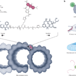 Illuminating microtubule architecture | Nature Chemical Biology