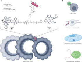 Illuminating microtubule architecture | Nature Chemical Biology