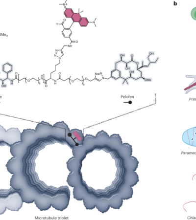 Illuminating microtubule architecture | Nature Chemical Biology