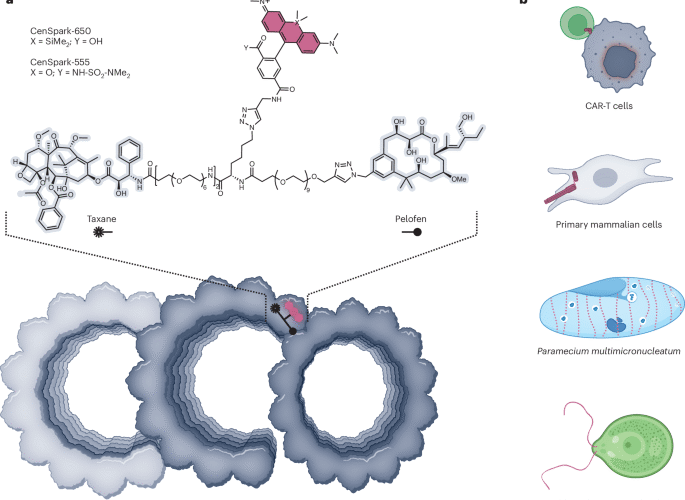 Illuminating microtubule architecture | Nature Chemical Biology
