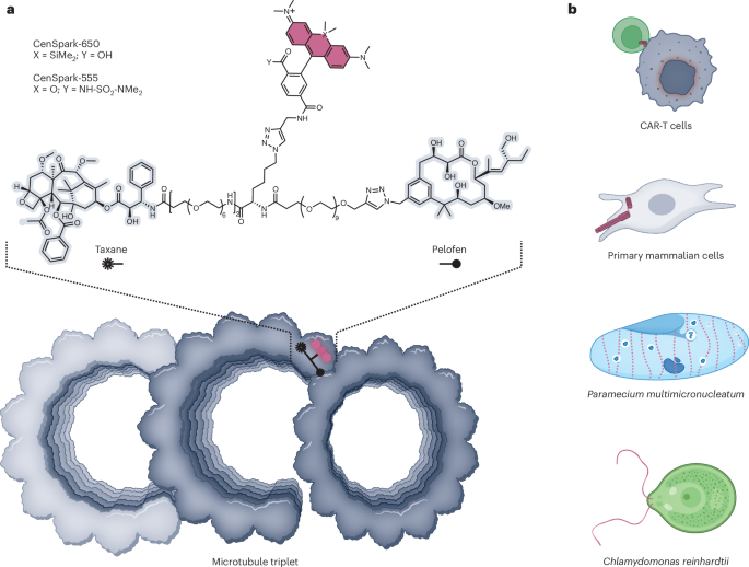 Illuminating microtubule architecture | Nature Chemical Biology