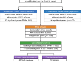 Immune-cell-specific genetic drivers of cholelithiasis revealed by single-cell transcriptome-wide Mendelian randomization and colocalization