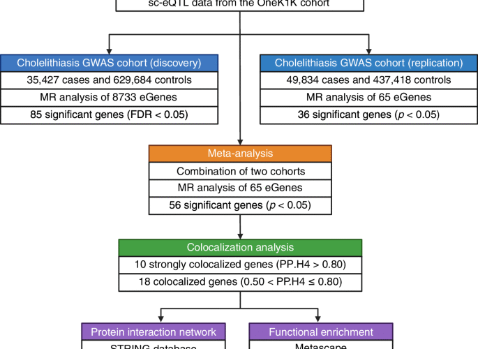 Immune-cell-specific genetic drivers of cholelithiasis revealed by single-cell transcriptome-wide Mendelian randomization and colocalization