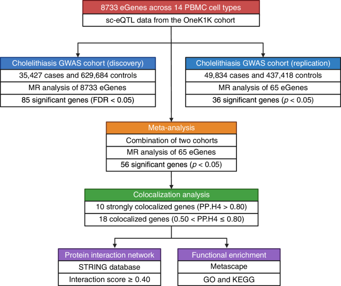 Immune-cell-specific genetic drivers of cholelithiasis revealed by single-cell transcriptome-wide Mendelian randomization and colocalization