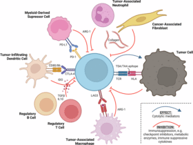 Immune modulatory vaccines targeting tumor microenvironment antigens: recent advances in oncology and beyond