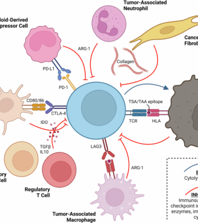 Immune modulatory vaccines targeting tumor microenvironment antigens: recent advances in oncology and beyond