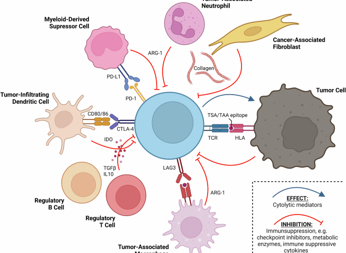 Immune modulatory vaccines targeting tumor microenvironment antigens: recent advances in oncology and beyond