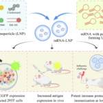 Influenza mRNA vaccine with engineered panhandle-forming UTRs provides potent, dose-sparing protection against seasonal influenza viruses