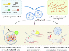 Influenza mRNA vaccine with engineered panhandle-forming UTRs provides potent, dose-sparing protection against seasonal influenza viruses
