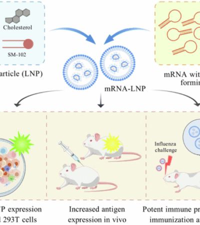 Influenza mRNA vaccine with engineered panhandle-forming UTRs provides potent, dose-sparing protection against seasonal influenza viruses