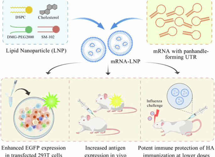 Influenza mRNA vaccine with engineered panhandle-forming UTRs provides potent, dose-sparing protection against seasonal influenza viruses