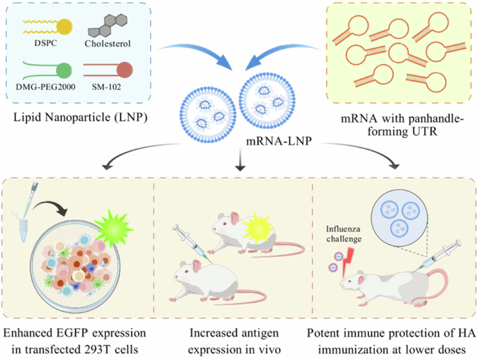 Influenza mRNA vaccine with engineered panhandle-forming UTRs provides potent, dose-sparing protection against seasonal influenza viruses