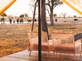 Into the wild: a luxury eco-safari in southern Africa worth the journey